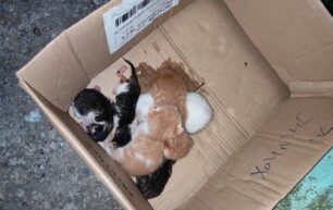 Τρίπολη Αρκαδίας: Έκκληση για να σωθούν 6 νεογέννητα γατάκια που βρέθηκαν σε κάδο σκουπιδιών