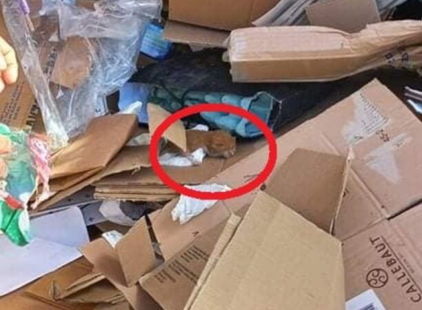 Εργαζόμενοι του Δήμου Βύρωνα έσωσαν νεογέννητα γατάκια που βρέθηκαν σε κάδο ανακύκλωσης