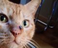 Αγρίνιο Αιτωλοακαρνανίας: Πυροβόλησε γάτα στο κεφάλι με αεροβόλο