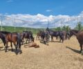 Φιλοζωική Ομάδα Γρεβενών: Τα 39 άλογα τελικά θα αφεθούν ξανά ελεύθερα