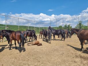 Φιλοζωική Ομάδα Γρεβενών: Τα 39 άλογα τελικά θα αφεθούν ξανά ελεύθερα