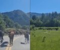 Και πάλι ελεύθερα στη φύση τα 39 άλογα που ο Δήμος Γρεβενών κρατούσε αιχμάλωτα στο Κουσμάτι (βίντεο)
