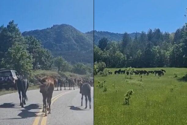 Και πάλι ελεύθερα στη φύση τα 39 άλογα που ο Δήμος Γρεβενών κρατούσε αιχμάλωτα στο Κουσμάτι (βίντεο)