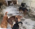 Αρχάνες Ηράκλειου: Συνελήφθη κυνηγός παράνομος εκτροφέας σκυλιών – Ο δήμαρχος δικαιολόγησε τον δράστη (βίντεο)