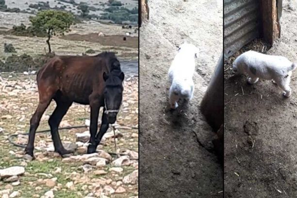 Συνελήφθη κτηνοτρόφος που έκοβε αυτιά/ουρές κουταβιών κακοποιούσε άλογα και άλλα ζώα στο Δαμάσι Λάρισας (βίντεο)