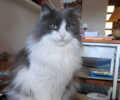 Ελληνικό Αττικής: Βρήκε τη γάτα της πυροβολημένη με αεροβόλο στα σκαλιά του σπιτιού της