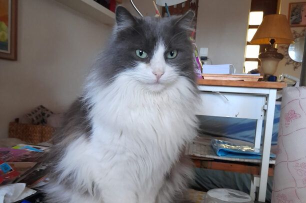Ελληνικό Αττικής: Βρήκε τη γάτα της πυροβολημένη με αεροβόλο στα σκαλιά του σπιτιού της
