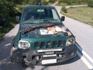 Μανίκια Εύβοιας: Κυνηγός με κλεμμένο όπλο χτύπησε με το χωρίς πινακίδες Ι.Χ. του το όχημα θηροφύλακα – Εγκατάλειψε 4 σκυλιά, κινητό και το θήραμα