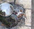 Φίλυρο Θεσσαλονίκης: Βρήκαν 2 γατάκια που φρόντιζαν κομματιασμένα πιθανότατα με φτυάρι