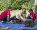 Τρεις αρκούδες και ένας λύκος και πάλι στη φύση χάρη στον ΑΡΚΤΟΥΡΟ (βίντεο)