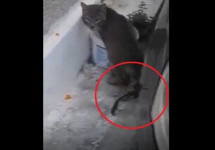 Έκκληση για την περισυλλογή σοβαρά τραυματισμένης γάτας στον Πειραιά (βίντεο)