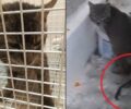 Πειραιάς: Μεταφέρθηκε σε κτηνιατρείο γάτα που για καιρό υπέφερε σοβαρότατα τραυματισμένη