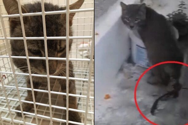 Πειραιάς: Μεταφέρθηκε σε κτηνιατρείο γάτα που για καιρό υπέφερε σοβαρότατα τραυματισμένη