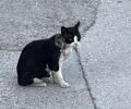 Βάρη Αττικής: Έκκληση για να πιαστεί γάτα με κομμένο λαιμό προφανώς από θηλιά