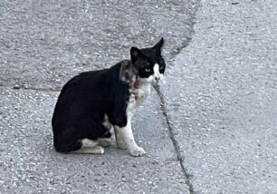 Βάρη Αττικής: Έκκληση για να πιαστεί γάτα με κομμένο λαιμό προφανώς από θηλιά
