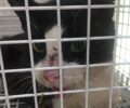 Μεταφέρθηκε σε κτηνιατρείο η σοβαρά τραυματισμένη γάτα που περιφερόταν στη Βάρη Αττικής