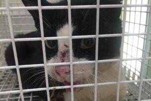 Μεταφέρθηκε σε κτηνιατρείο η σοβαρά τραυματισμένη γάτα που περιφερόταν στη Βάρη Αττικής