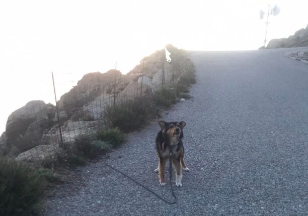 Θα ασχοληθεί κάποια στιγμή η Αστυνομία με το μαρτύριο των βαρελόσκυλων στην Ικαρία;