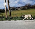 Καστρί Πρέβεζας: Κατάφεραν να πιάσουν σκύλο που περιφερόταν με κομμένο λαιμό από θηλιά - περιλαίμιο (βίντεο)