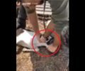 Βασανισμός μέχρι θανάτου κατσικιού μπροστά σε παιδιά σε βίντεο που δημοσίευσε στο Ιnstagram o Δημήτρης Γιαννακόπουλος