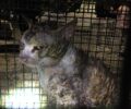 Κερατσίνι Αττικής: Σε κρίσιμη κατάσταση γάτα που βρέθηκε σε αγωγό παράλυτη, πυροβολημένη με αεροβόλο