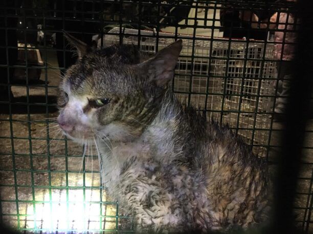 Κερατσίνι Αττικής: Σε κρίσιμη κατάσταση γάτα που βρέθηκε σε αγωγό παράλυτη, πυροβολημένη με αεροβόλο
