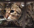 Κηφισιά Αττικής: Έσωσαν γάτα που κάποιος βασάνισε με συρμάτινη θηλιά – παγίδα κυνηγού