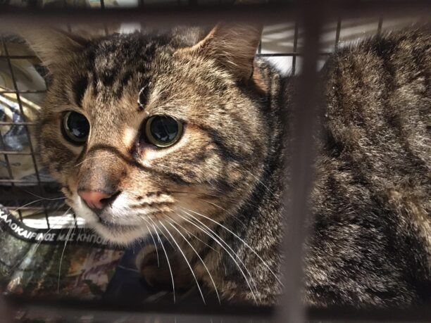 Κηφισιά Αττικής: Έσωσαν γάτα που κάποιος βασάνισε με συρμάτινη θηλιά – παγίδα κυνηγού