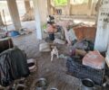 Κορωπί Αττικής: Έκκληση για άρρωστο σκύλο & γάτα άστεγης που έμειναν χωρίς τροφή (βίντεο)