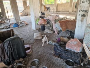 Κορωπί Αττικής: Έκκληση για 3 σκυλιά που είχε μαζί της άστεγη γυναίκα η οποία νοσηλεύεται λόγω ψυχικής νόσου
