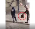 Εύβοια: Κακοποιούν κότα και δημοσιεύουν βίντεο στα σόσιαλ