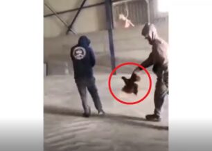 Εύβοια: Κακοποιούν κότα και δημοσιεύουν βίντεο στα σόσιαλ