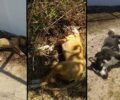 Λέτρινα Ηλείας: Έριξε φόλες και σκότωσε τουλάχιστον τρία σκυλιά