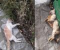 Μαζική δολοφονία γατιών με φόλες στο Μεγανήσι Λευκάδας