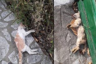 Μαζική δολοφονία γατιών με φόλες στο Μεγανήσι Λευκάδας