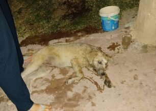Νέα Χαραυγή Κοζάνης: Με φόλες δηλητηρίασε δύο σκυλιά – Το ένα μόνο επέζησε (βίντεο)