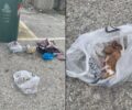 Πάρος: Γυναίκα παραδέχτηκε πως άρπαξε γατάκια τα έκλεισε σε σακούλα και τα πέταξε στα σκουπίδια (βίντεο)