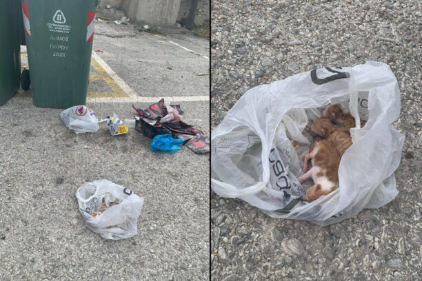 Πάρος: Γυναίκα παραδέχτηκε πως άρπαξε γατάκια τα έκλεισε σε σακούλα και τα πέταξε στα σκουπίδια (βίντεο)