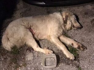 Πλατάνι Αχαΐας: Σκύλος βρέθηκε πυροβολημένος και γεμάτος τσιμπούρια