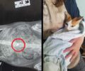 Πολίχνη Θεσσαλονίκης: Η γάτα της έμεινε παράλυτη μετά τον πυροβολισμό με αεροβόλο