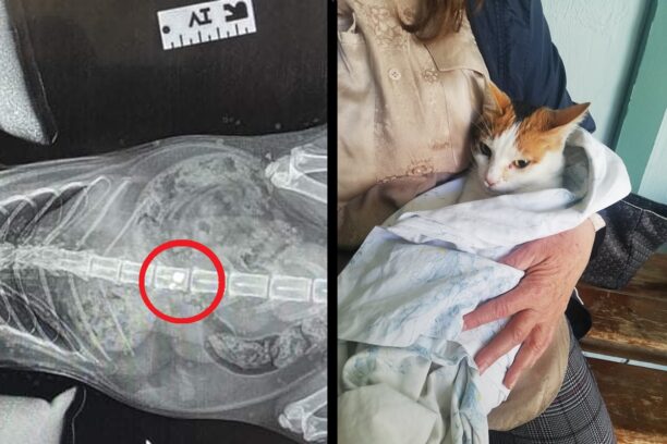 Πολίχνη Θεσσαλονίκης: Η γάτα της έμεινε παράλυτη μετά τον πυροβολισμό με αεροβόλο