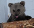 Ο ΑΡΚΤΟΥΡΟΣ θα μεγαλώσει το αρκουδάκι που βρέθηκε ορφανό στον Πολυπόταμο Φλώρινας (βίντεο)