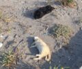 Ρόδος: Με φόλες δολοφόνησε ζώα στην παραλία Αφάντου