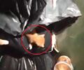 Σάμος: Χρειάζονται σπιτικό 4 γατάκια που βρέθηκαν μέσα σε σακούλα σε κάδο σκουπιδιών (βίντεο)
