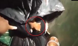 Σάμος: Χρειάζονται σπιτικό 4 γατάκια που βρέθηκαν μέσα σε σακούλα σε κάδο σκουπιδιών (βίντεο)