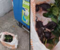 Σάμος: Νεογέννητα γατάκια σε σακούλα πεταμένα στα σκουπίδια στο Καρλόβασι (βίντεο)
