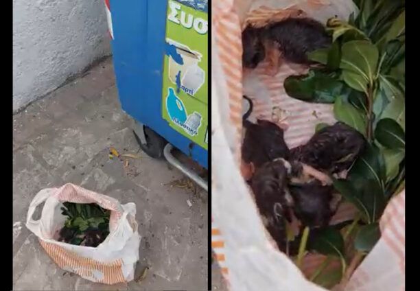Σάμος: Νεογέννητα γατάκια σε σακούλα πεταμένα στα σκουπίδια στο Καρλόβασι (βίντεο)