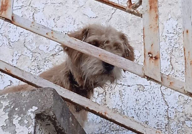 Σαβάλια Ηλείας: Βρήκαν σκύλο με κομμένο λαιμό από συρμάτινη θηλιά γεμάτο τσιμπούρια (βίντεο)