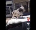Καρδίτσα: Συνελήφθη άνδρας που σε βίντεο στο Tik Tok είχε σκύλο στην οροφή εν κινήσει Ι.Χ.