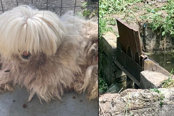 Ταγαροχώρι Ημαθίας: Έδεσε σκύλο σε αρδευτικό κανάλι και τον εγκατέλειψε για να πεθάνει